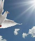 Dove_Holy Ghost